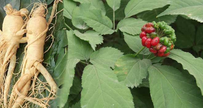 American Ginseng