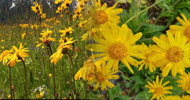 Arnica Montana