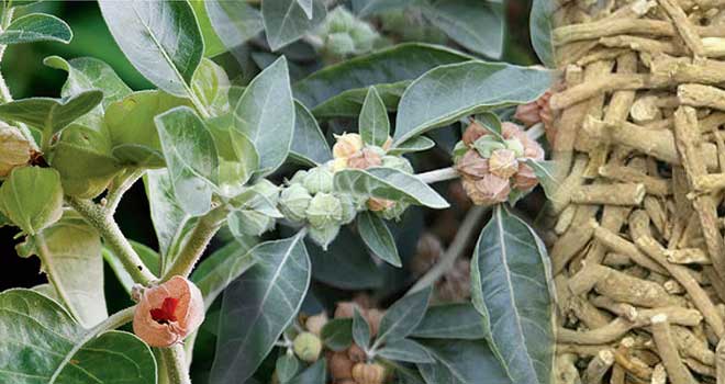 Ashwagandha