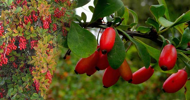 Barberry