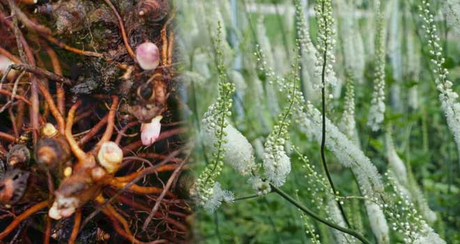 Black cohosh