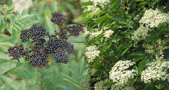 Black elderberry