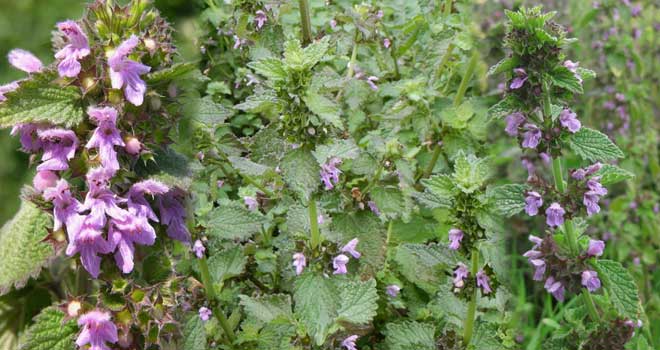 Black horehound