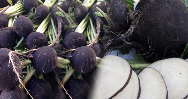 Black radish