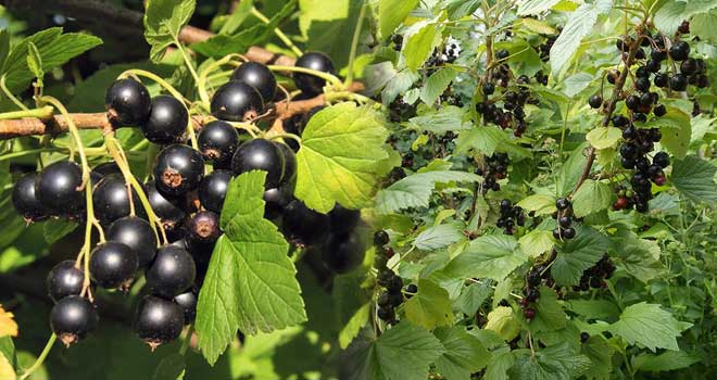 Blackcurrant