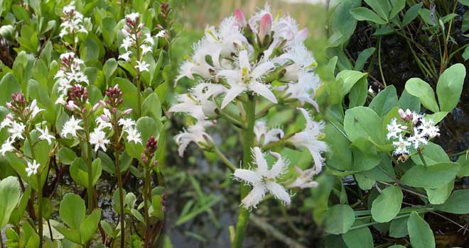 Bogbean
