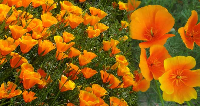 California poppy