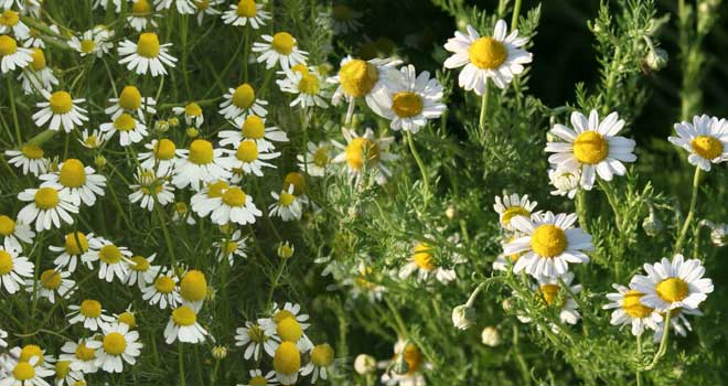Chamomile