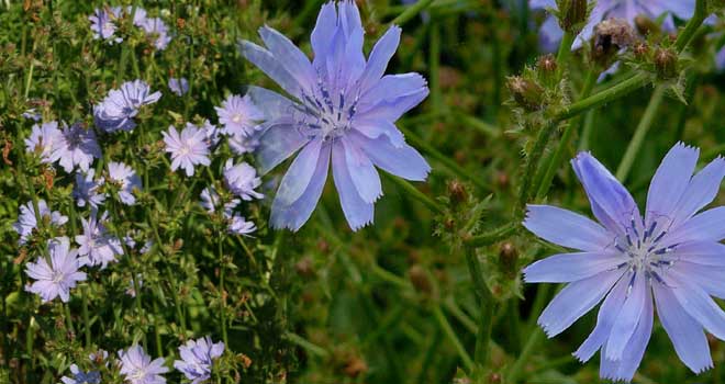 Chicory