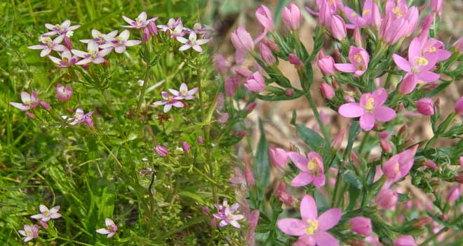 Common centaury