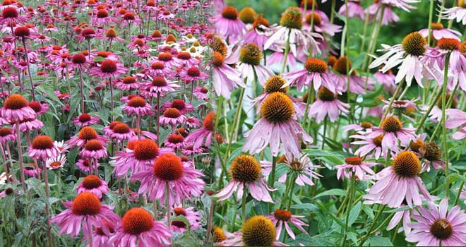 Echinacea
