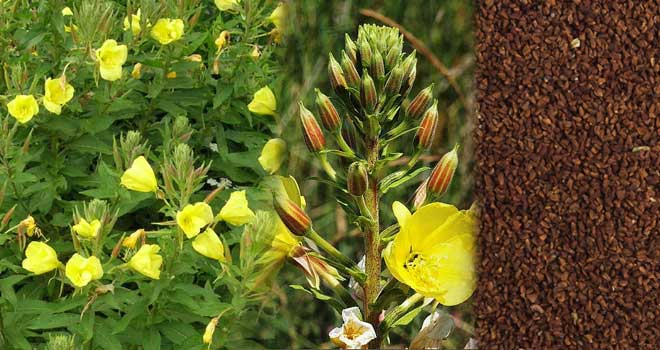 Evening primrose