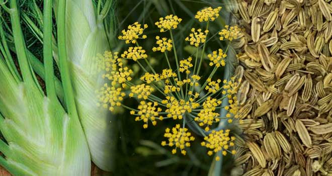 Fennel