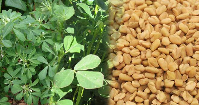 Fenugreek