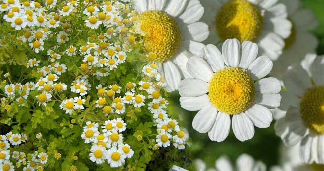 Feverfew