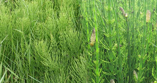 Field horsetail