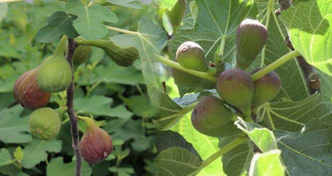 Fig tree