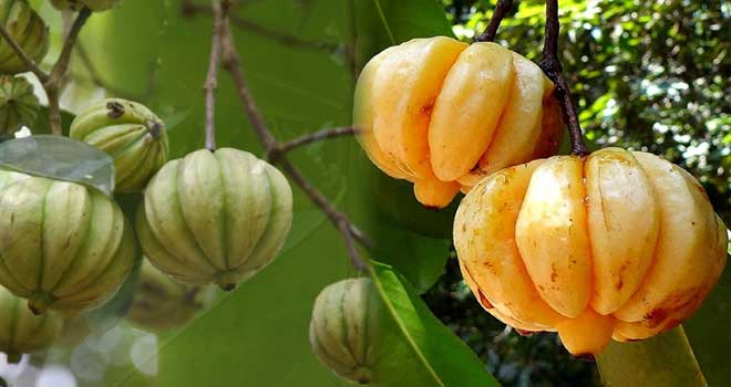 Garcinia