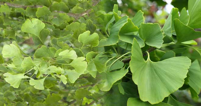 Ginkgo