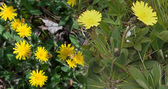 Hawkweed
