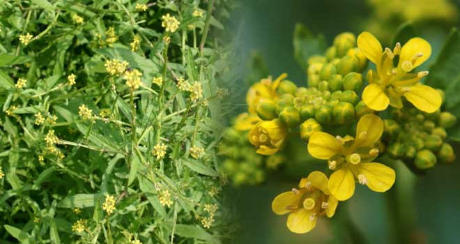 Hedge mustard