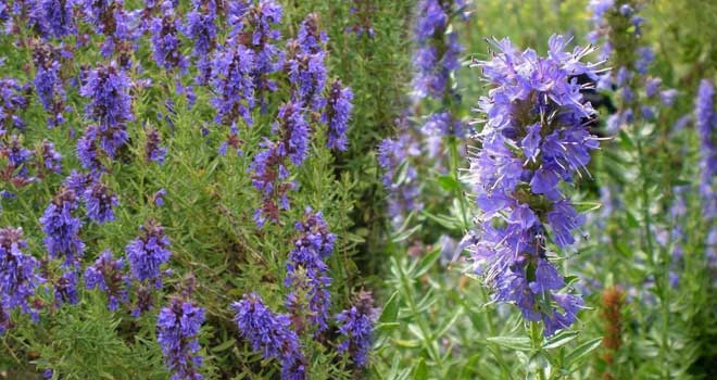 Hyssop