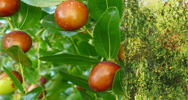 Jujube