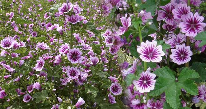 Mallow