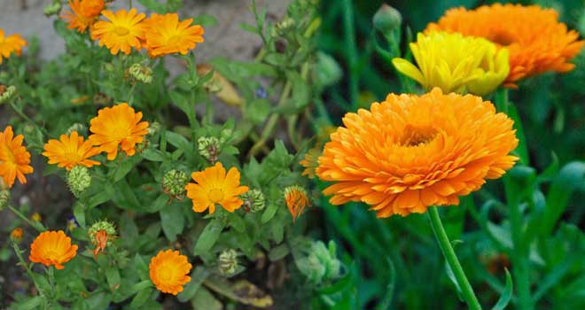 Marigold