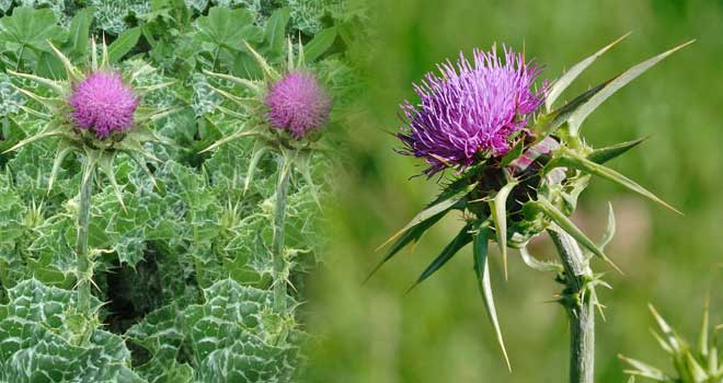 Milk thistle