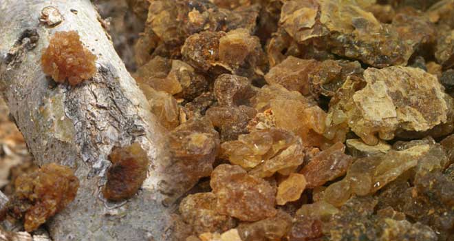 Myrrh