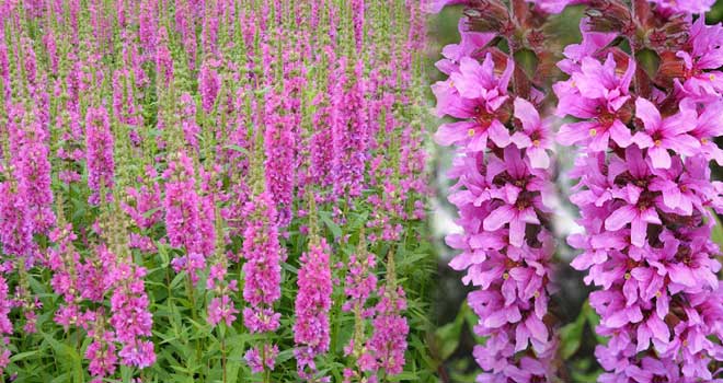 Purple loosestrife