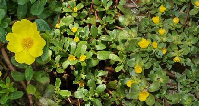 Purslane