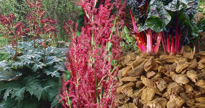 Rhubarb