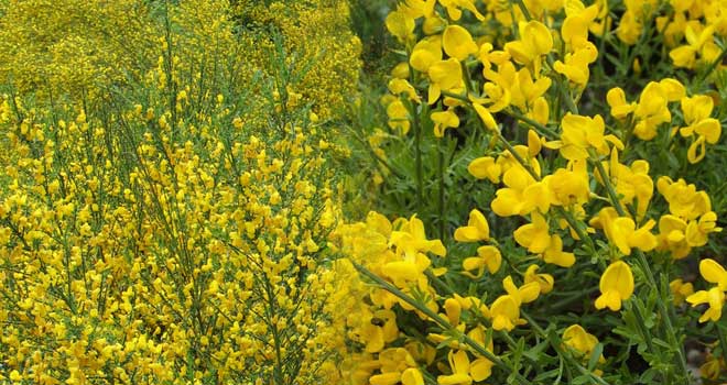 Scotch broom