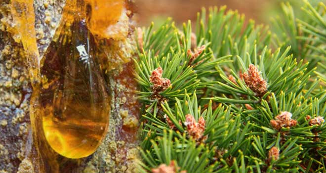 Scots pine