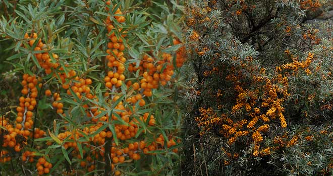 Sea buckthorn