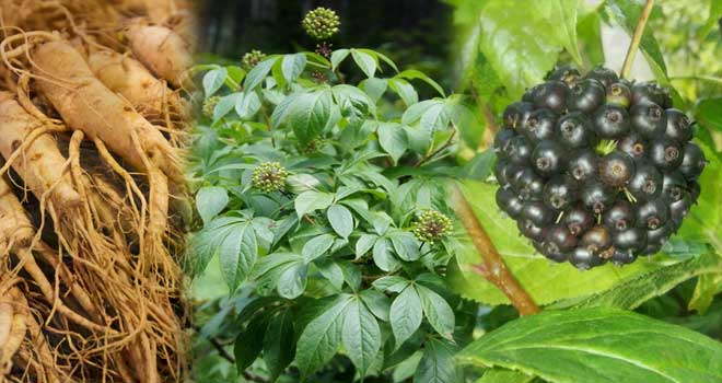 Siberian ginseng