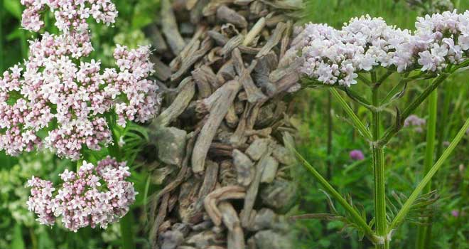 Valerian