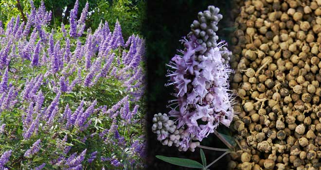 Vitex