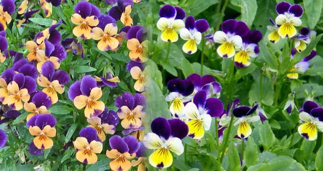 Wild pansy