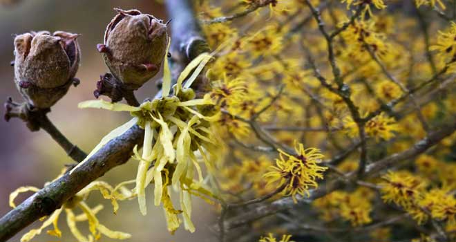 Witch hazel