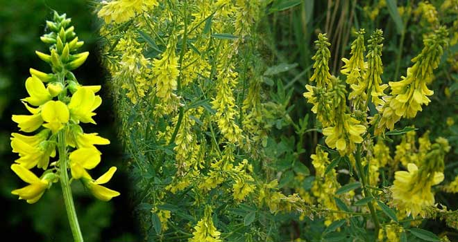 Yellow sweet clover